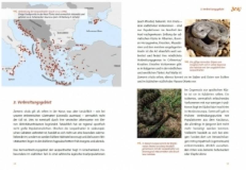 Preview: Die Leopardnatter Zamensis situla